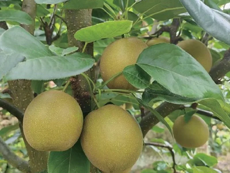 Bailizhou Sand Pear