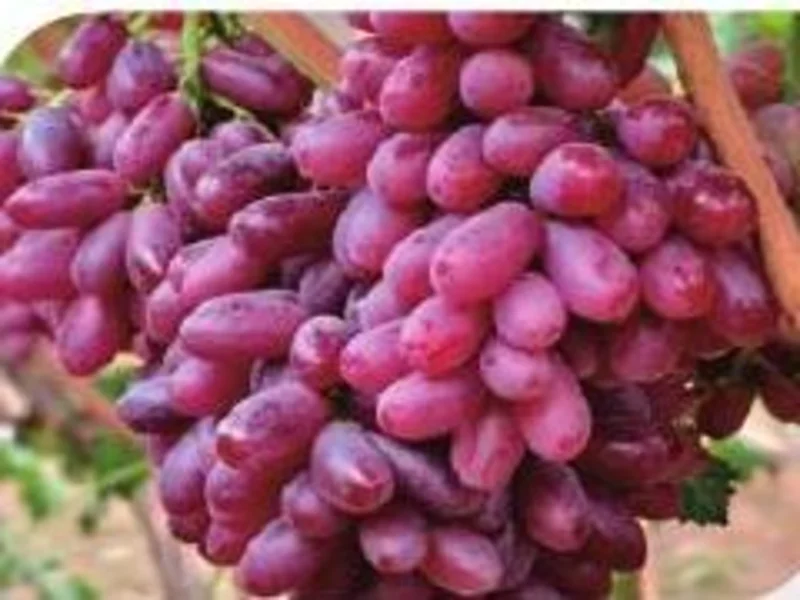 Crimson Seedless Grape