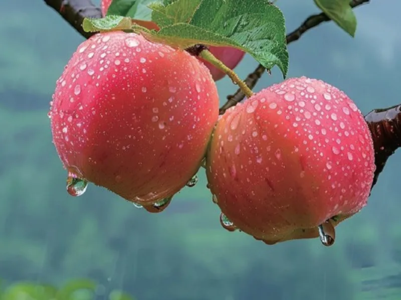 Red Fuji Apple