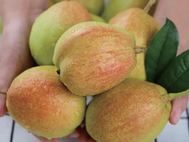 Korla Fragrant Pear