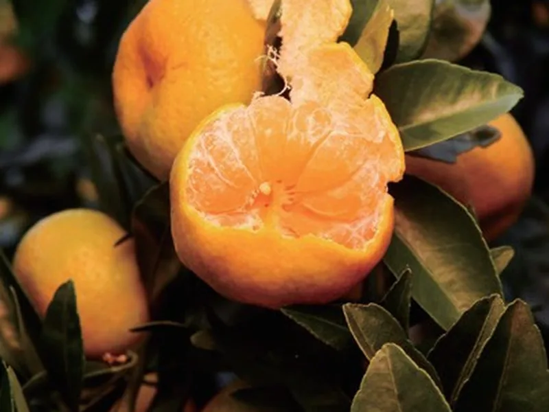 Nanfeng Mandarin