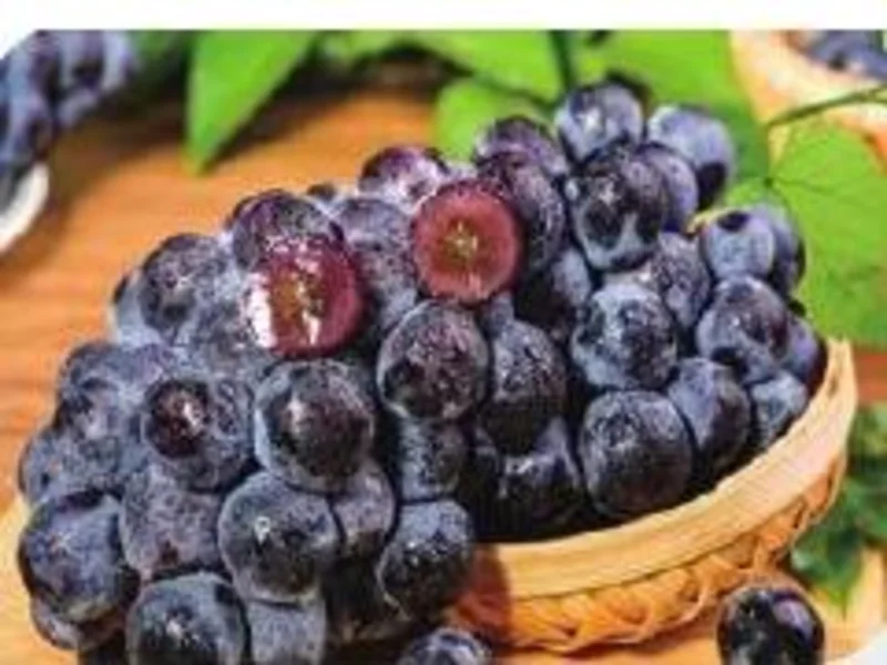 Summer Black Grape