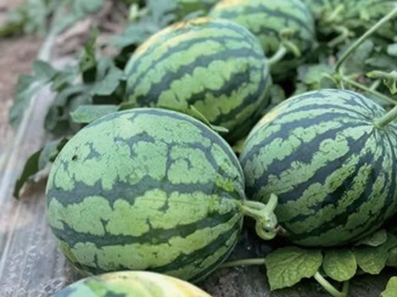 Watermelon