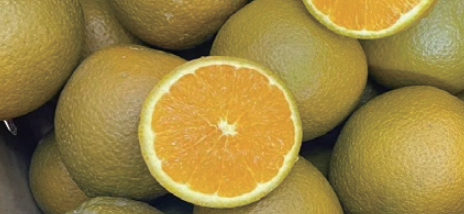 Zong Orange (Chocolate Orange) — Zigui Hubei premium navel cultivar, greenish-yellow peel with bright golden flesh, halved fruit on top of fresh harvest in carton